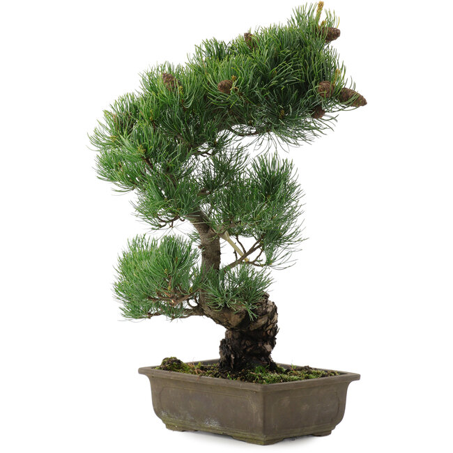 Pinus parviflora, 47,5 cm, ± 20 years old