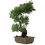 Pinus parviflora, 47,5 cm, ± 20 jaar oud
