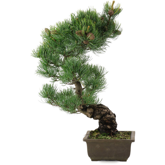 Pinus parviflora, 47,5 cm, ± 20 years old