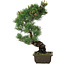 Pinus parviflora, 47,5 cm, ± 20 jaar oud