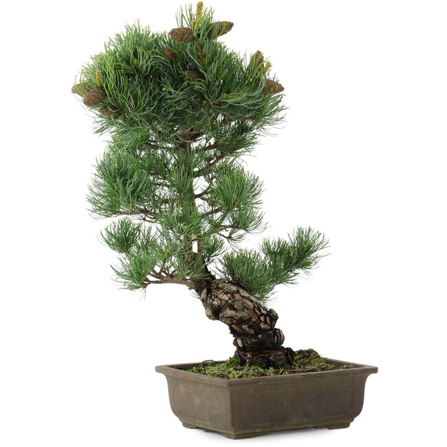 Pinus parviflora, 47,5 cm, ± 20 años