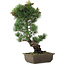 Pinus parviflora, 47,5 cm, ± 20 jaar oud
