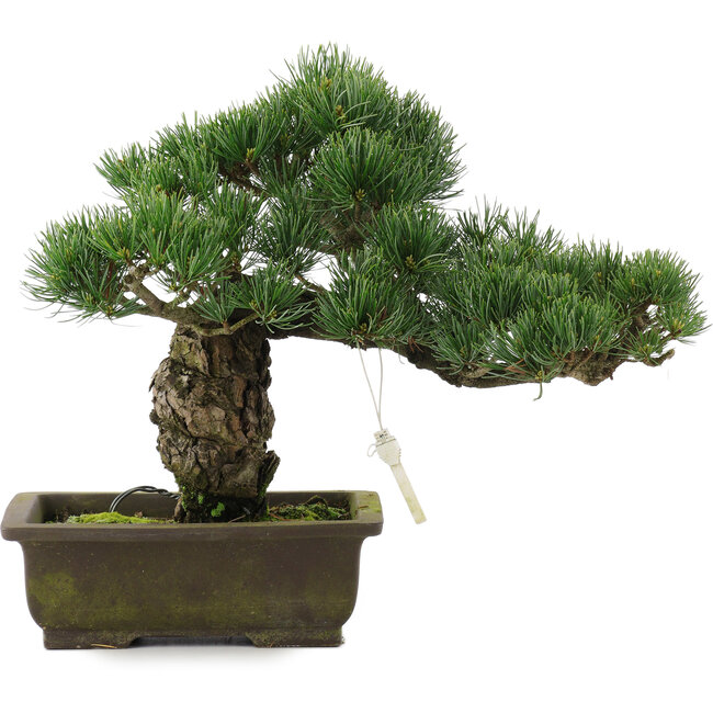 Pinus parviflora, 30 cm, ± 20 jaar oud