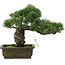 Pinus parviflora, 30 cm, ± 20 jaar oud