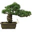 Pinus parviflora, 30 cm, ± 20 Jahre alt