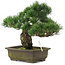 Pinus parviflora, 30 cm, ± 20 jaar oud