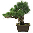 Pinus parviflora, 30 cm, ± 20 jaar oud