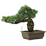 Pinus parviflora, 30 cm, ± 20 jaar oud