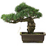 Pinus parviflora, 30 cm, ± 20 jaar oud
