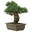 Pinus parviflora, 30 cm, ± 20 jaar oud