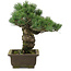 Pinus parviflora, 30 cm, ± 20 jaar oud