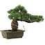 Pinus parviflora, 30 cm, ± 20 jaar oud
