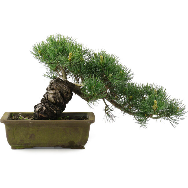 Pinus parviflora, 24,5 cm, ± 20 jaar oud