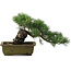 Pinus parviflora, 24,5 cm, ± 20 jaar oud
