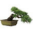 Pinus parviflora, 24,5 cm, ± 20 jaar oud