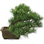 Pinus parviflora, 24,5 cm, ± 20 jaar oud