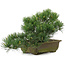 Pinus parviflora, 24,5 cm, ± 20 jaar oud