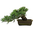 Pinus parviflora, 24,5 cm, ± 20 jaar oud