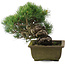 Pinus parviflora, 24,5 cm, ± 20 jaar oud