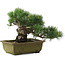Pinus parviflora, 24,5 cm, ± 20 jaar oud