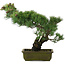 Pinus parviflora, 45 cm, ± 20 jaar oud, in kapotte pot
