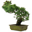 Pinus parviflora, 45 cm, ± 20 jaar oud, in kapotte pot