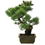 Pinus parviflora, 45 cm, ± 20 jaar oud, in kapotte pot