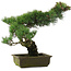 Pinus parviflora, 45 cm, ± 20 jaar oud, in kapotte pot