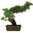 Pinus parviflora, 45 cm, ± 20 jaar oud, in kapotte pot