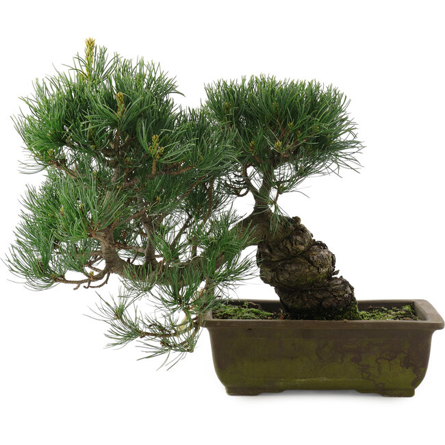 Pinus parviflora, 31 cm, ± 20 jaar oud