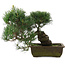 Pinus parviflora, 31 cm, ± 20 jaar oud