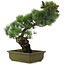 Pinus parviflora, 45 cm, ± 20 jaar oud, in kapotte pot