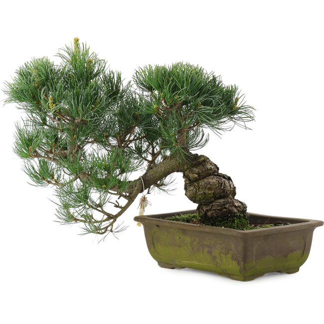 Pinus parviflora, 31 cm, ± 20 jaar oud