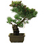 Pinus parviflora, 45 cm, ± 20 jaar oud, in kapotte pot