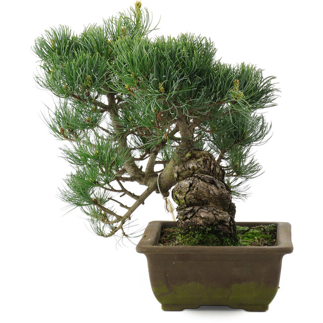 Pinus parviflora, 31 cm, ± 20 jaar oud