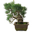 Pinus parviflora, 31 cm, ± 20 jaar oud