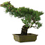 Pinus parviflora, 45 cm, ± 20 jaar oud, in kapotte pot