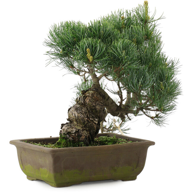 Pinus parviflora, 31 cm, ± 20 ans