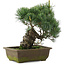 Pinus parviflora, 31 cm, ± 20 jaar oud