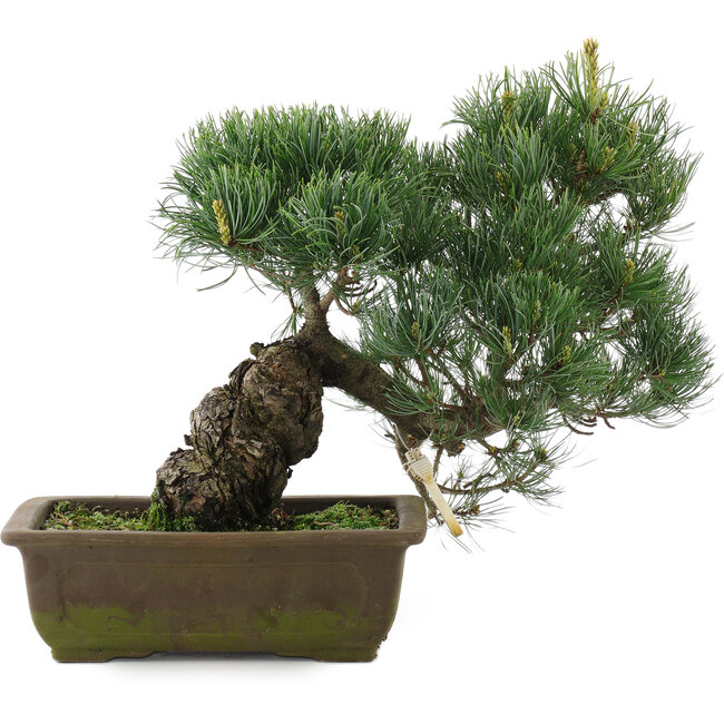 Pinus parviflora, 31 cm, ± 20 jaar oud