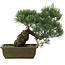 Pinus parviflora, 31 cm, ± 20 jaar oud