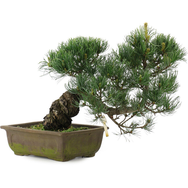 Pinus parviflora, 31 cm, ± 20 ans
