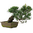 Pinus parviflora, 31 cm, ± 20 jaar oud