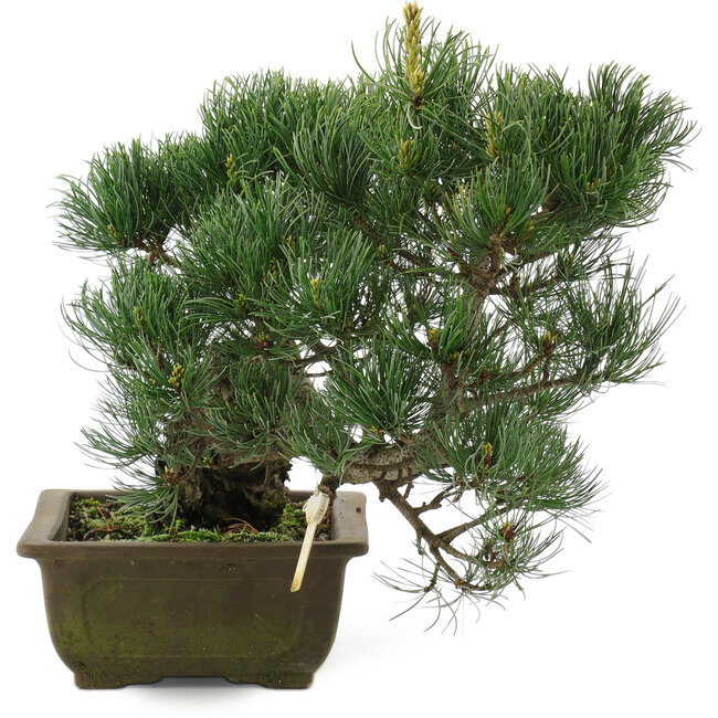 Pinus parviflora, 31 cm, ± 20 ans
