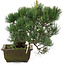 Pinus parviflora, 31 cm, ± 20 jaar oud