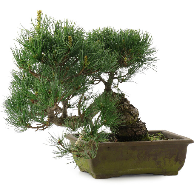 Pinus parviflora, 31 cm, ± 20 jaar oud