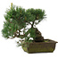 Pinus parviflora, 31 cm, ± 20 jaar oud
