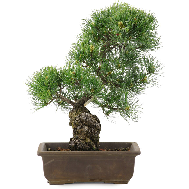Pinus parviflora, 36 cm, ± 20 jaar oud