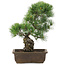 Pinus parviflora, 36 cm, ± 20 jaar oud