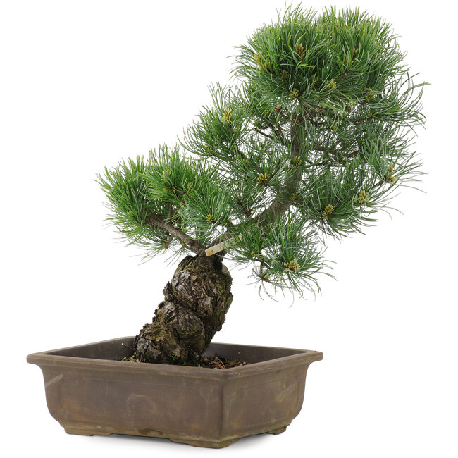 Pinus parviflora, 36 cm, ± 20 años